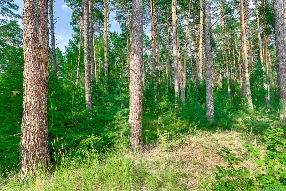 Ренессанс парк