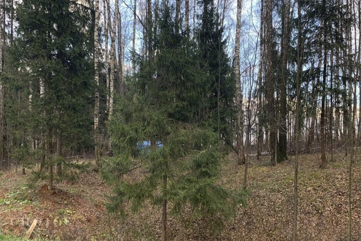 Лесные зори