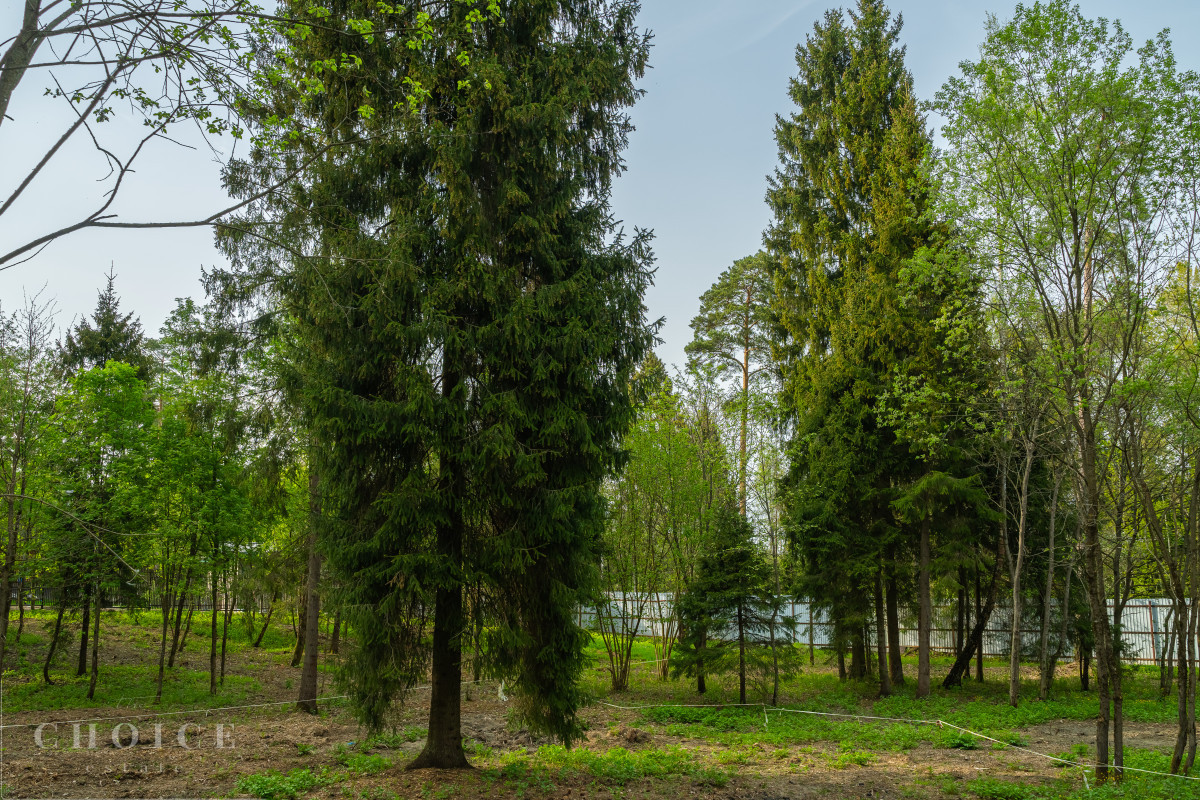 Лес Иславское