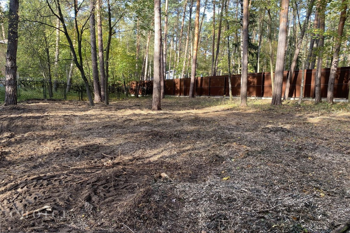 Сосны-1